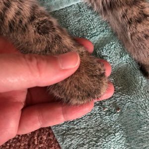 Meet your Posher, Amy